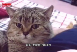 猫的短视频